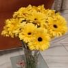 Sunshine Gerberas For Celebration