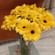 Sunshine Gerberas For Celebration