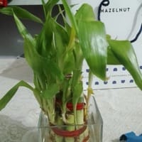 https://imgcdn.floweraura.com/fa/review_image/1705832616_269246.jpeg