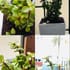 Live Jade Plant In Blossom White Pot