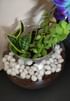 MILT and Jade Plant Terrarium