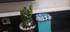 MILT and Jade Plant Terrarium