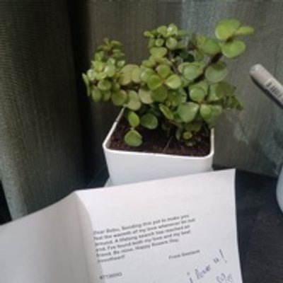 Live Jade Plant In Blossom White Pot