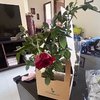 Blossoming Red Rose Plant