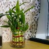 Beautiful 2 Layer Lucky Bamboo Plant