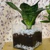 Fasinating Snake Plant