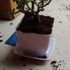 Live Jade Plant In Blossom White Pot