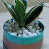 Milt Sansevieria Plant In Green N Golden Metal Pot