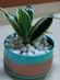 Milt Sansevieria Plant In Green N Golden Metal Pot
