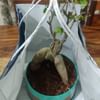 Ficus Microcarpa Bonsai Plant