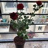 Blooming Rose Plant 