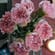 Timeless Pink Carnations