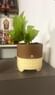 Lush Money Plant With Terracotta Pot