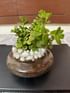 Profuse Jade Terrarium
