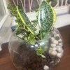 MILT and Jade Plant Terrarium