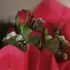 6 Red Roses Bunch