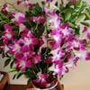 Bellina Purple Orchid Bouquet