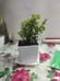 Live Jade Plant In Blossom White Pot