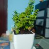 Live Jade Plant In Blossom White Pot