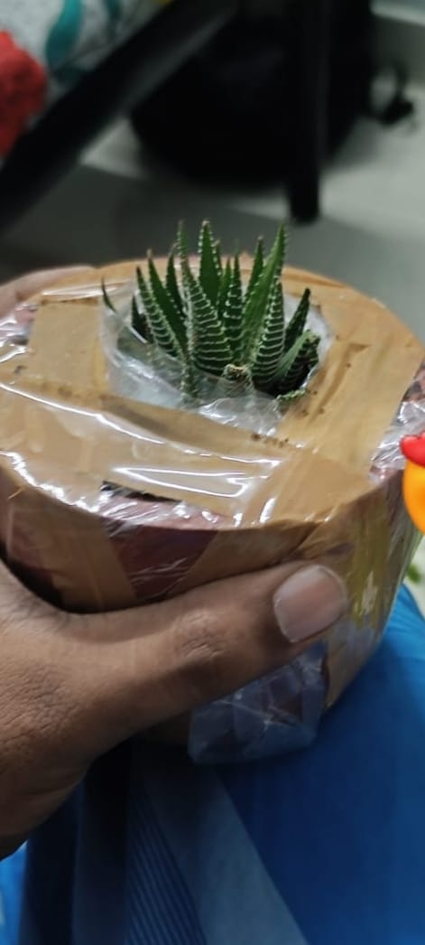 Haworthia Plant In Exquisite Terracotta Pot