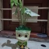 Baby Groot Syngonium