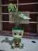 Baby Groot Syngonium