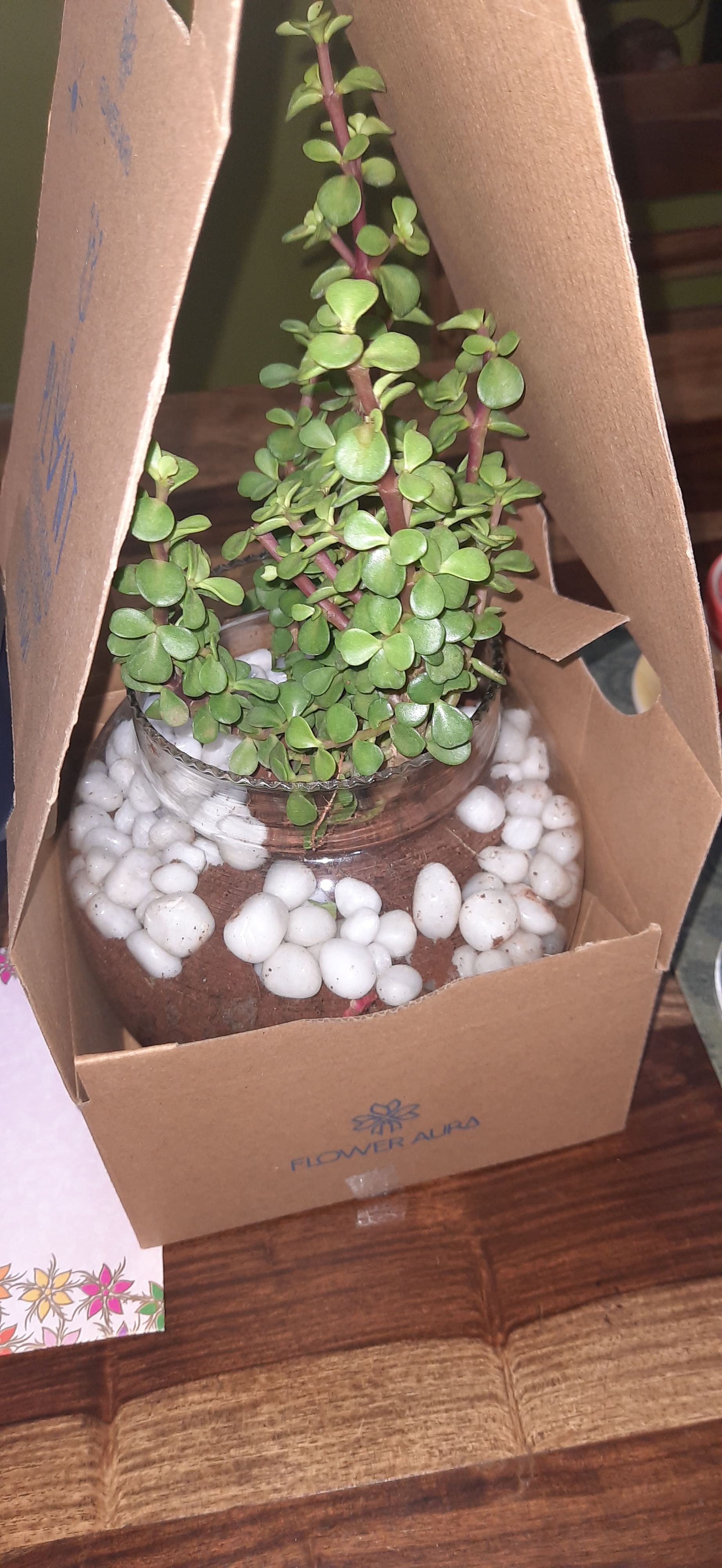 https://imgcdn.floweraura.com/fa/review_image/1719240777_730151.jpeg