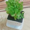 Live Jade Plant In Blossom White Pot