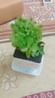 Live Jade Plant In Blossom White Pot