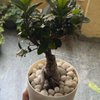 Microcarpa Bonsai Plant