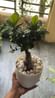 Microcarpa Bonsai Plant