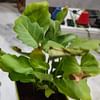 Xanadu Philodendron Plant Golden