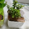 Live Jade Plant In Blossom White Pot