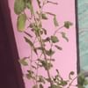 Healthy Tulsi Plant