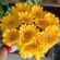 Sunshine Gerberas For Celebration
