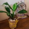 Sophisticated Peace Lily Plant