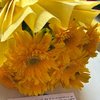 Sunshine Gerberas For Celebration