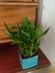 The Lucky Bday Plant The Lucky Bday Plant