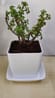 Live Jade Plant In Blossom White Pot