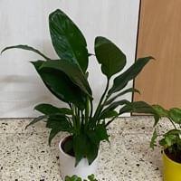 https://imgcdn.floweraura.com/fa/review_image/1728790240_131616.jpeg