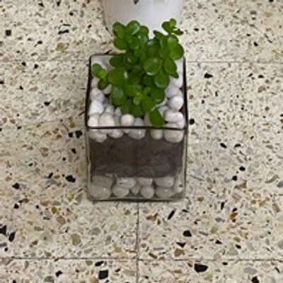 Jade Plant In Square Terrarium