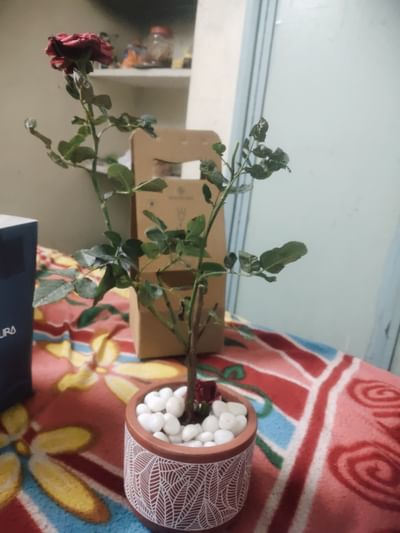 Flowering Rose Plant In Terracotta Vase