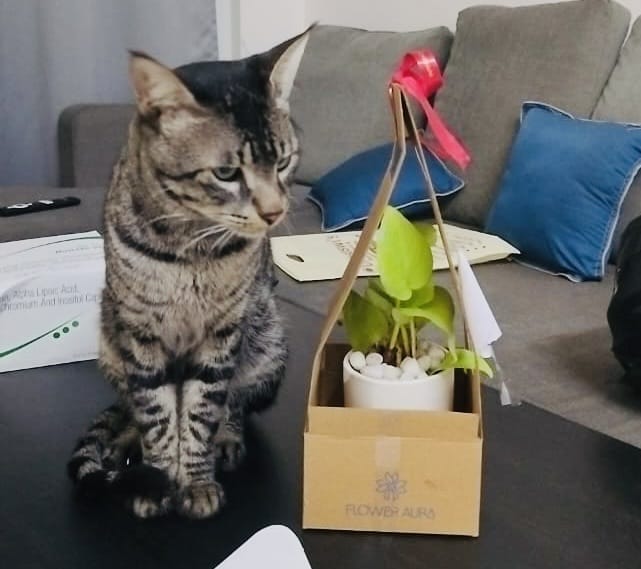 Magnificent Golden Money Plant