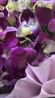 Bellina Purple Orchid Bouquet