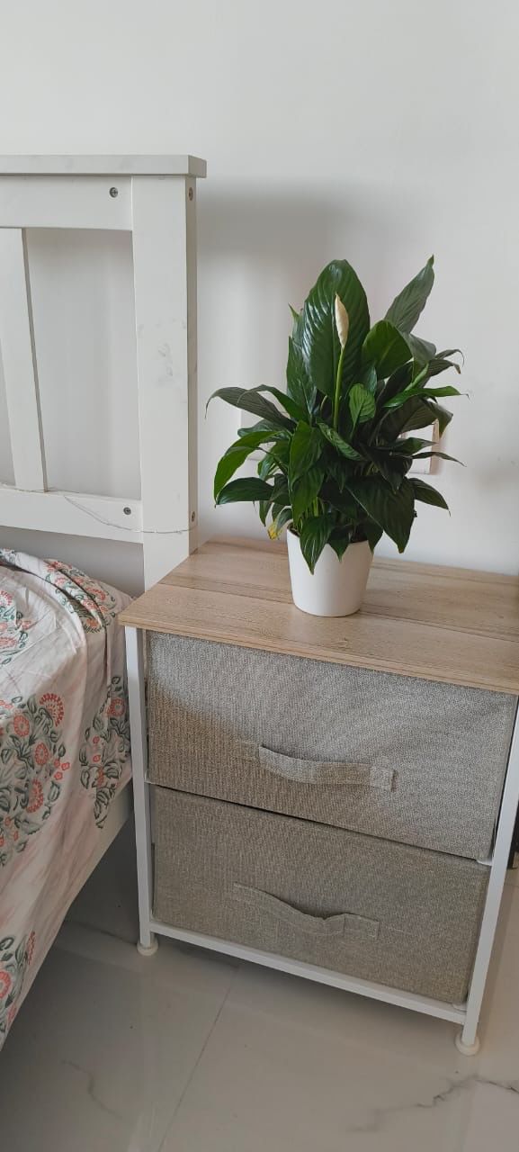 The Hybrid Peace Lilly Plant