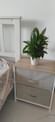 The Hybrid Peace Lilly Plant The Hybrid Peace Lilly Plant