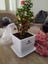 Live Jade Plant In Blossom White Pot