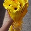 Sunshine Gerberas For Celebration