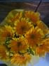 Sunshine Gerberas For Celebration