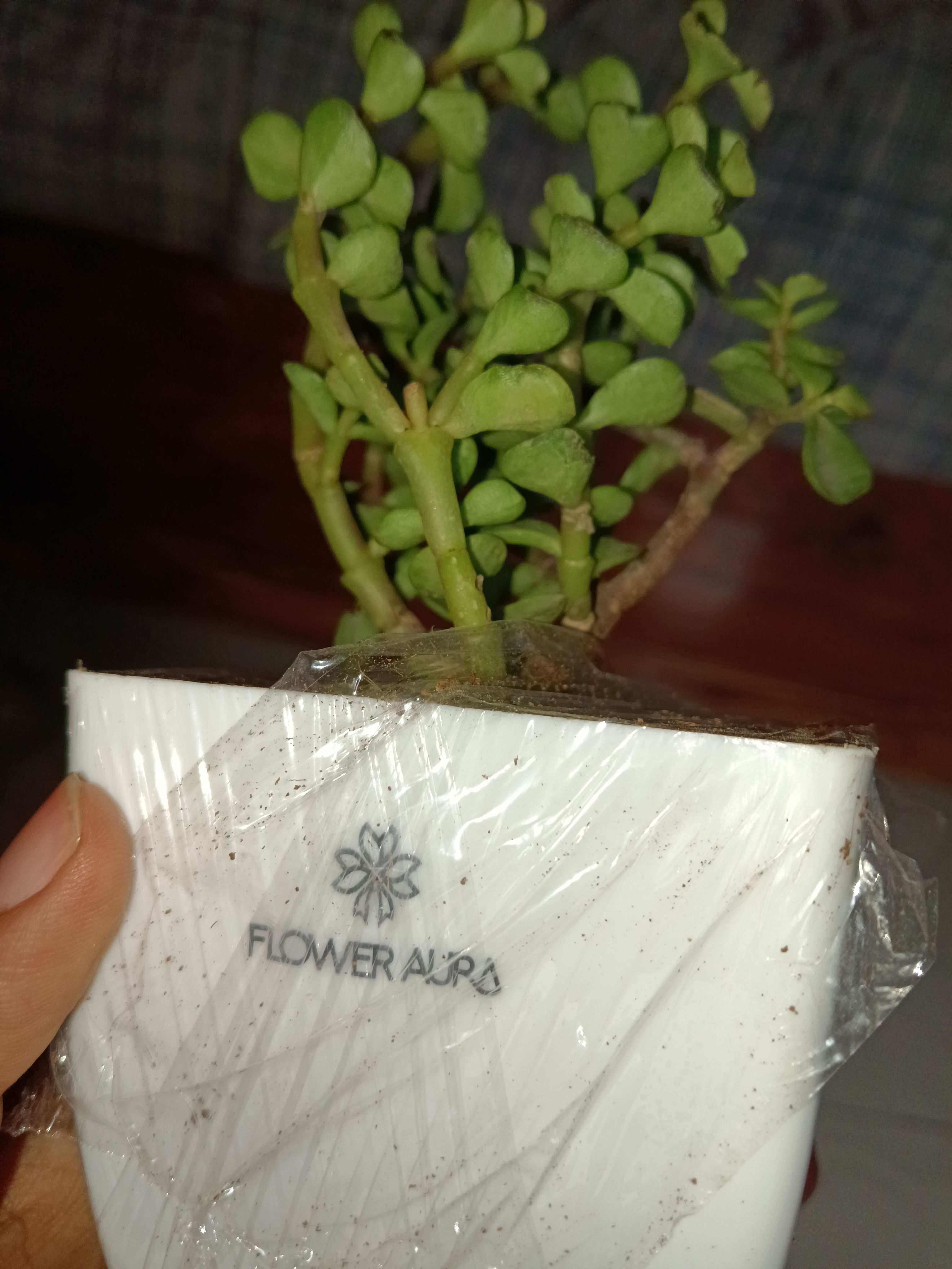 Live Jade Plant In Blossom White Pot